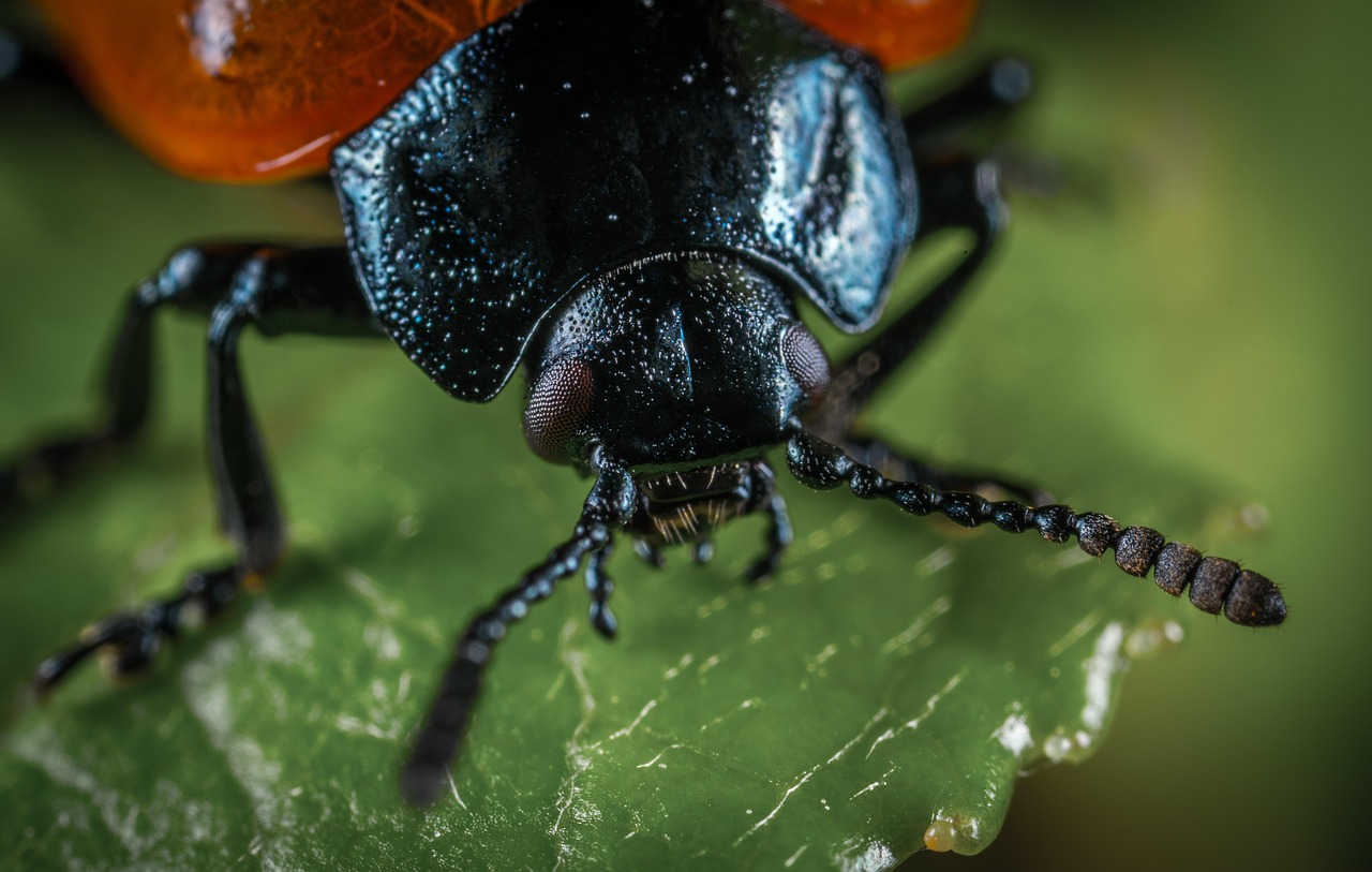 Sketching Insects Without a Microscope (or a Steady Hand)