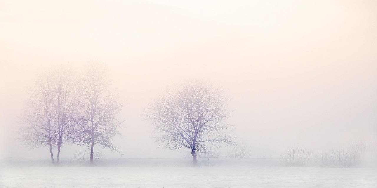 Sketching Trees in Winter: Seeing the Bones of the Forest